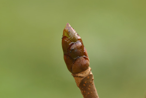 トチノキ（栃の木）冬芽の写真