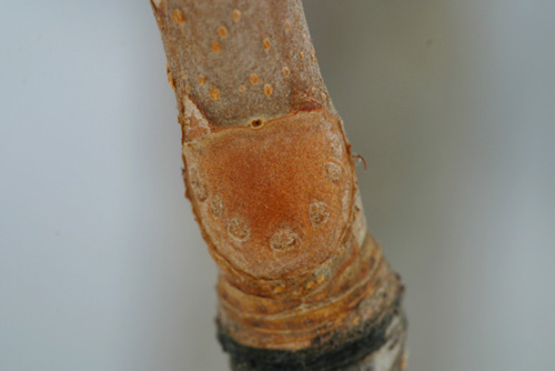 トチノキ（栃の木）葉痕の写真