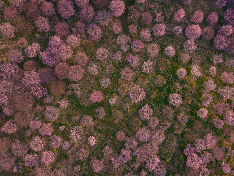 桜峠の写真