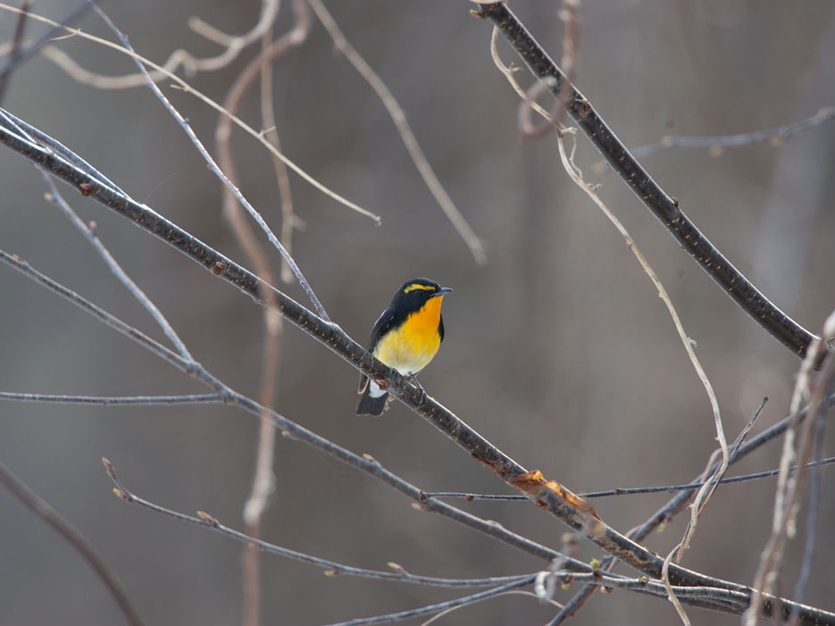 野鳥観察の画像