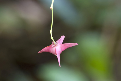 ヒロハツリバナ（広葉吊花） [実]の写真