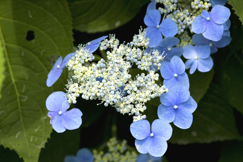 エゾアジサイ（蝦夷紫陽花）の写真