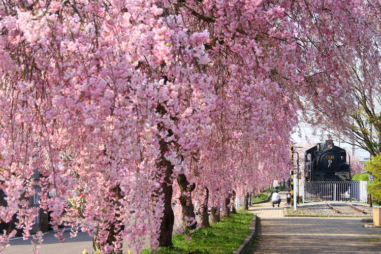 日中線しだれ桜