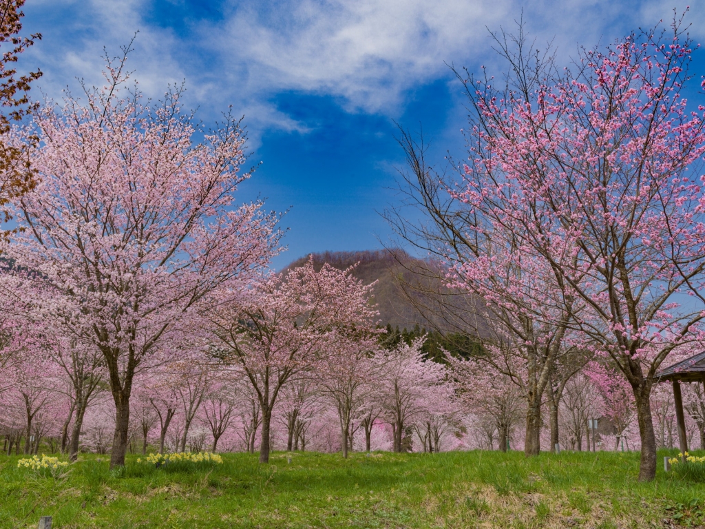 桜峠 裏磐梯観光協会 桜峠 裏磐梯観光協会