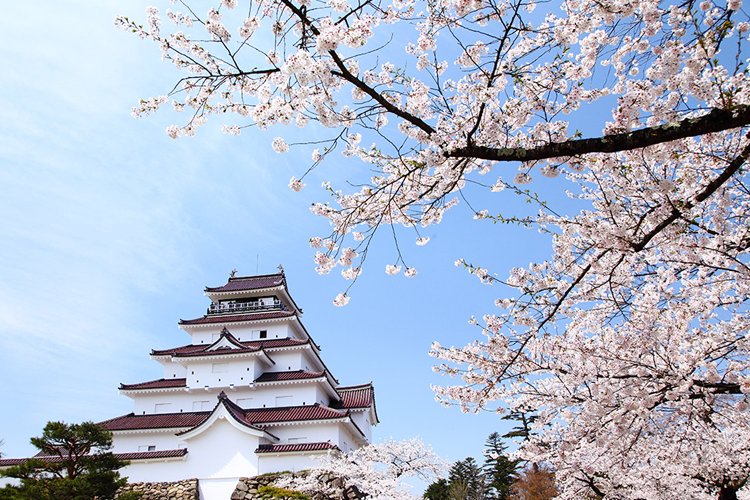 鶴ヶ城の桜