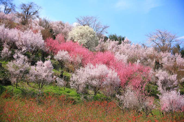 花見山