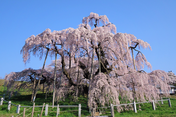 三春滝桜