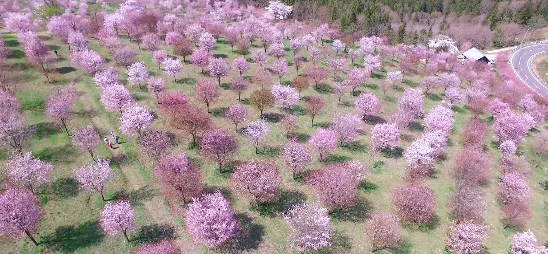 �郊����� ���Ȃ��̐S�ɖ苿��