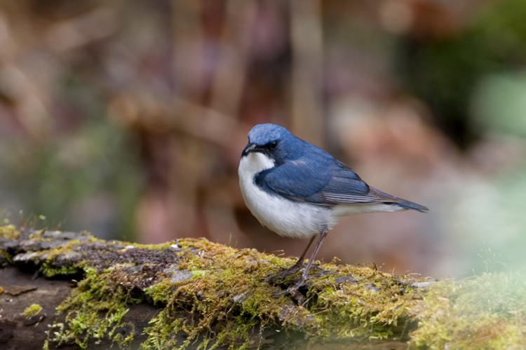 Wild bird, plant observation