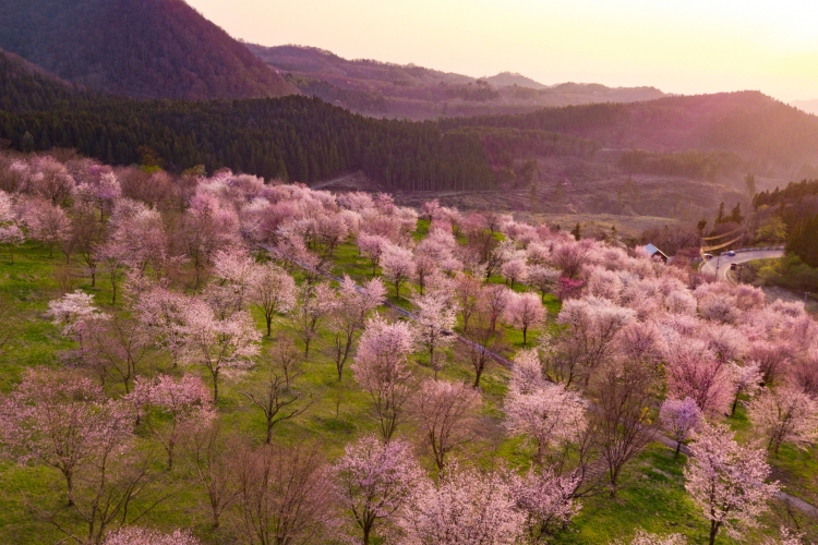 桜峠 裏磐梯観光協会 桜峠 裏磐梯観光協会