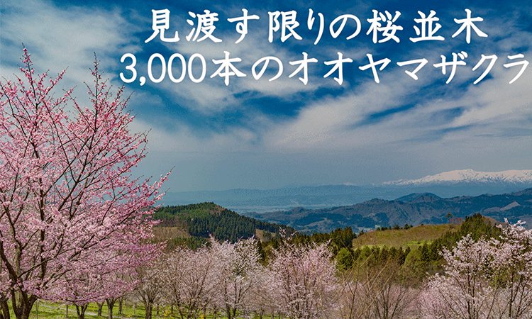 桜峠
