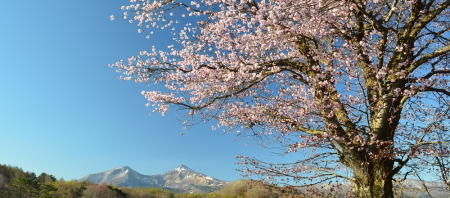 桜を見に行こう！！