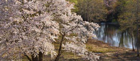 2025年の桜の開花情報は？