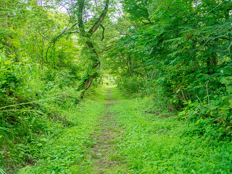 中瀬沼探勝路の画像